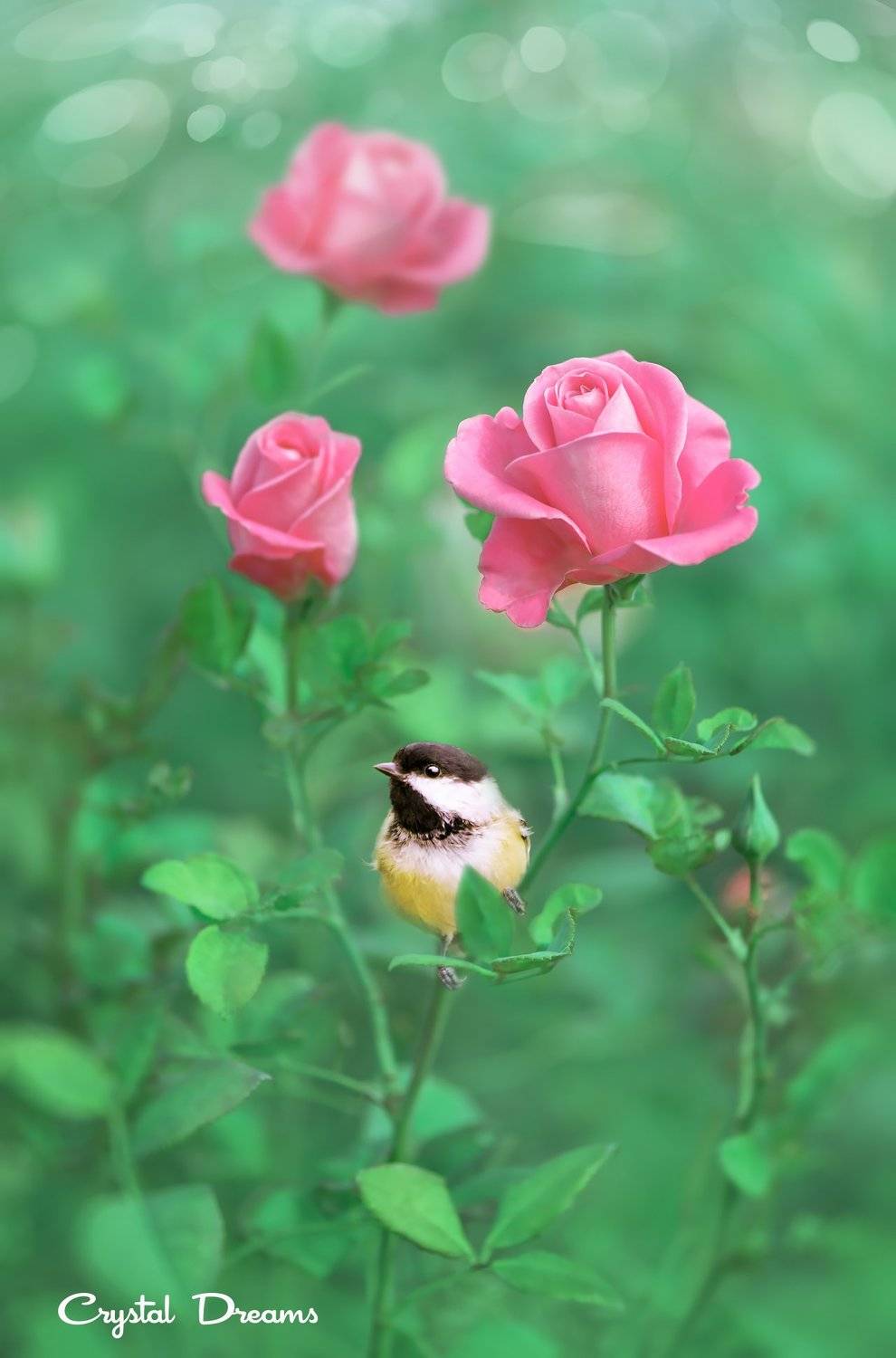 Birds, Bokeh, Color, Crystal Dreams, Garden, Morning, Nature, Rose, Татьяна Крылова