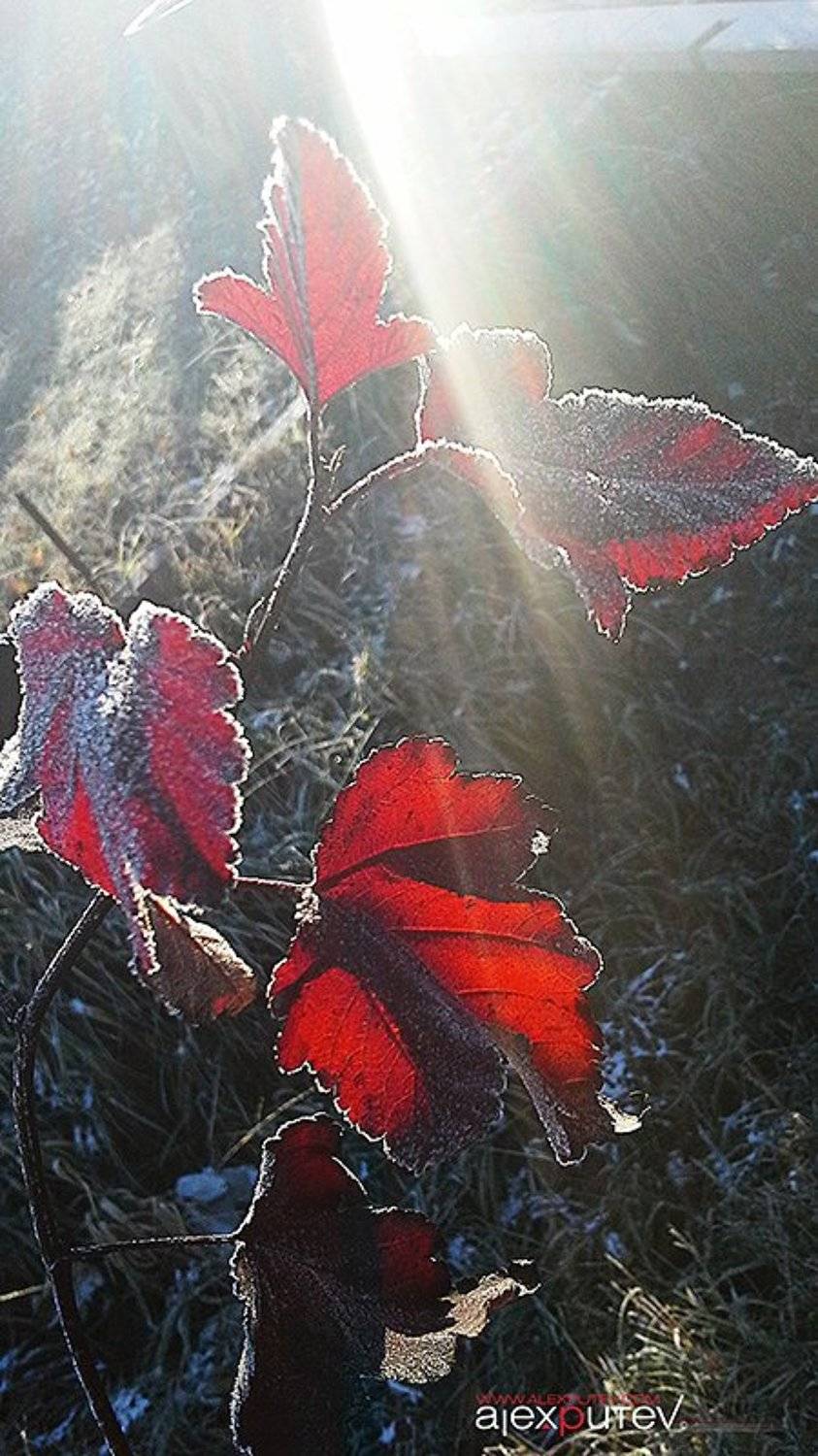 Заморозки, Иней, Октябрь, Рассвет, Александр Путев