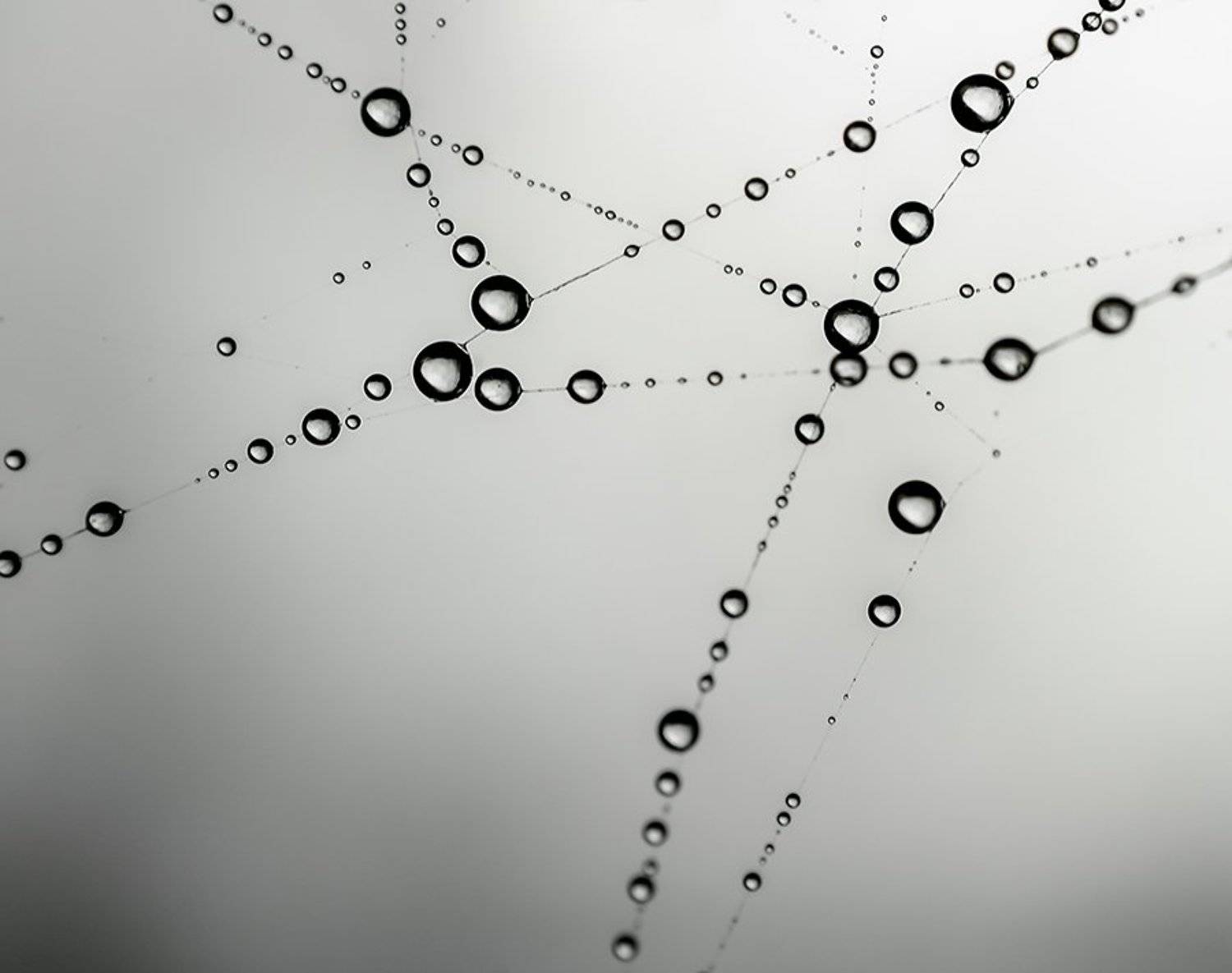 , Ивелина Благоева