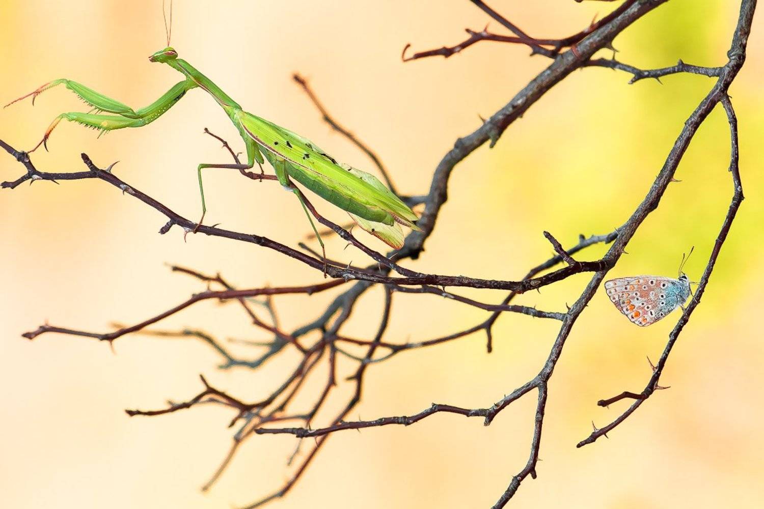 , Gabriel Prescornita