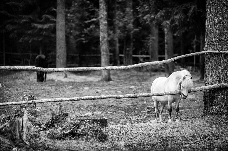 Животные.. Я маленькая лошадка... фото превью