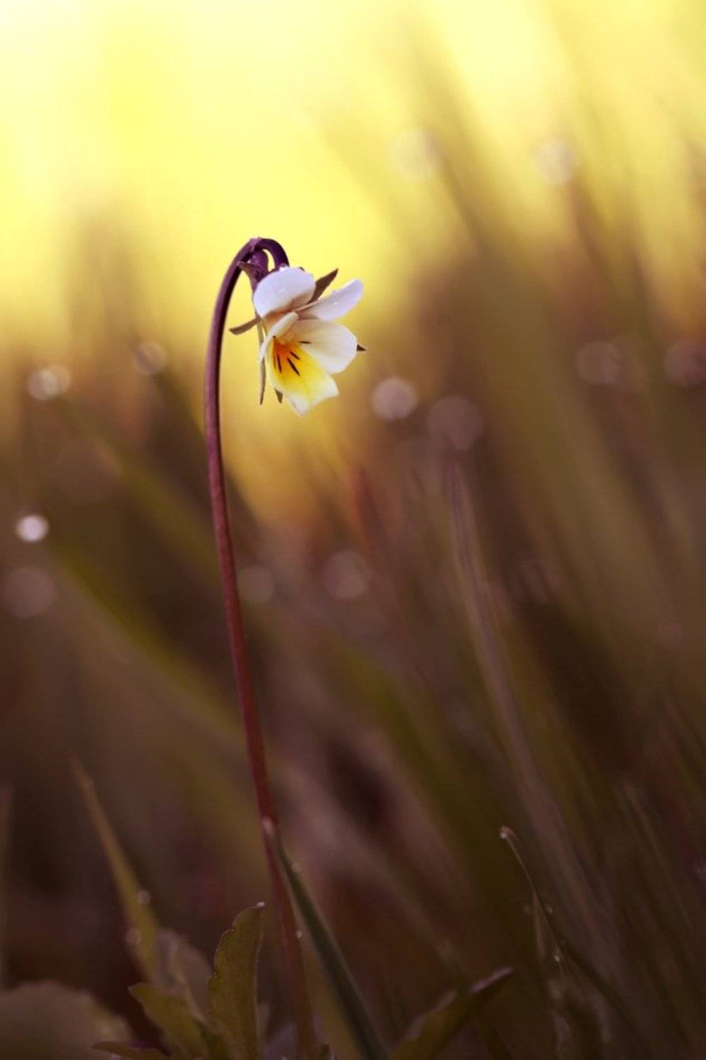 viola arvensis, полевые цветы, фиалка полевая, Леонид