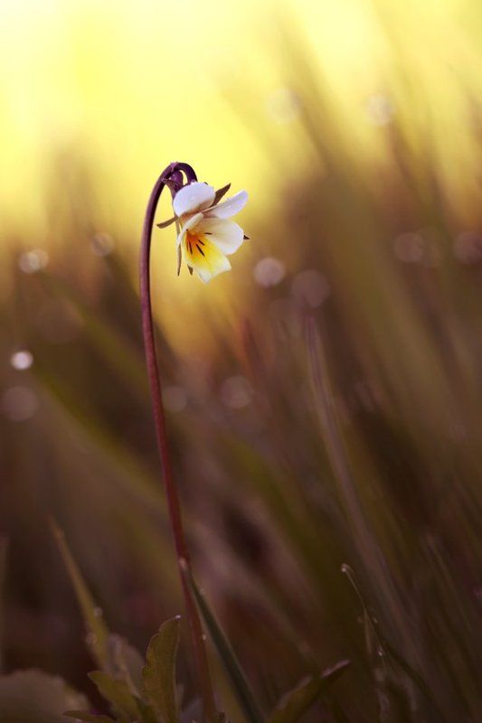 viola arvensis, полевые цветы, фиалка полевая ** фото превью