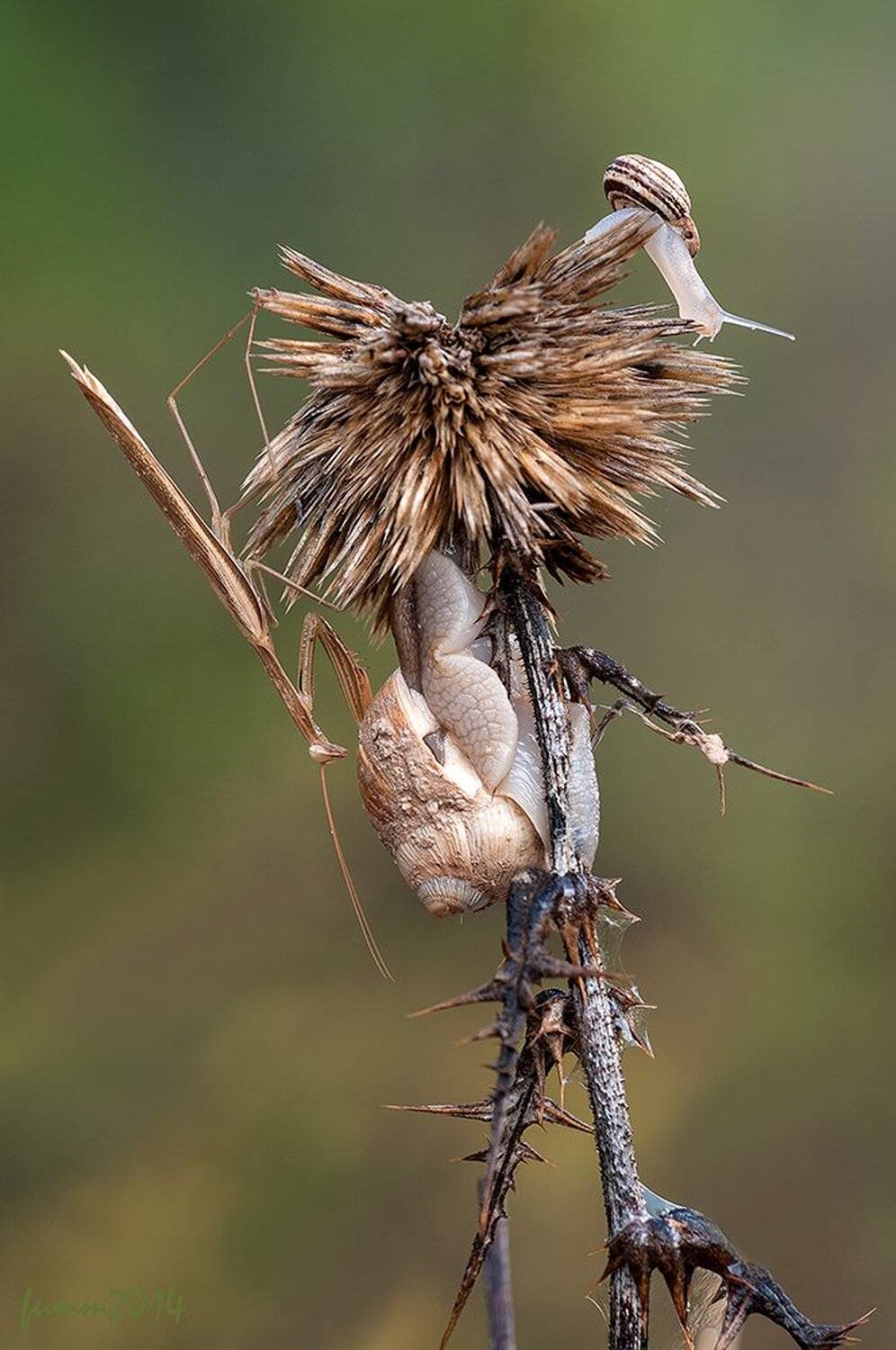 , Игорь ФУММ