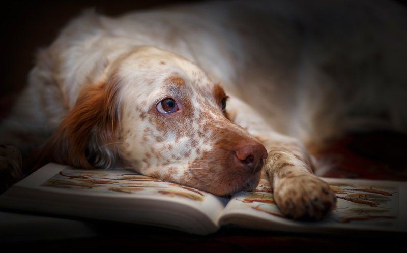 Английски сеттер, Охота, Охота с английским сеттером, Портрет животного, Портрет собаки, Саров, Фото собаки, Фотограф Домашка фото превью