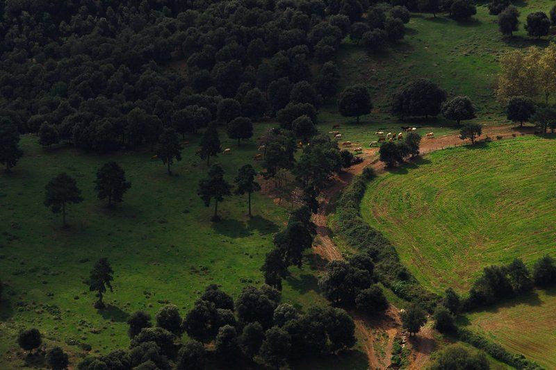 На выгуле фото превью