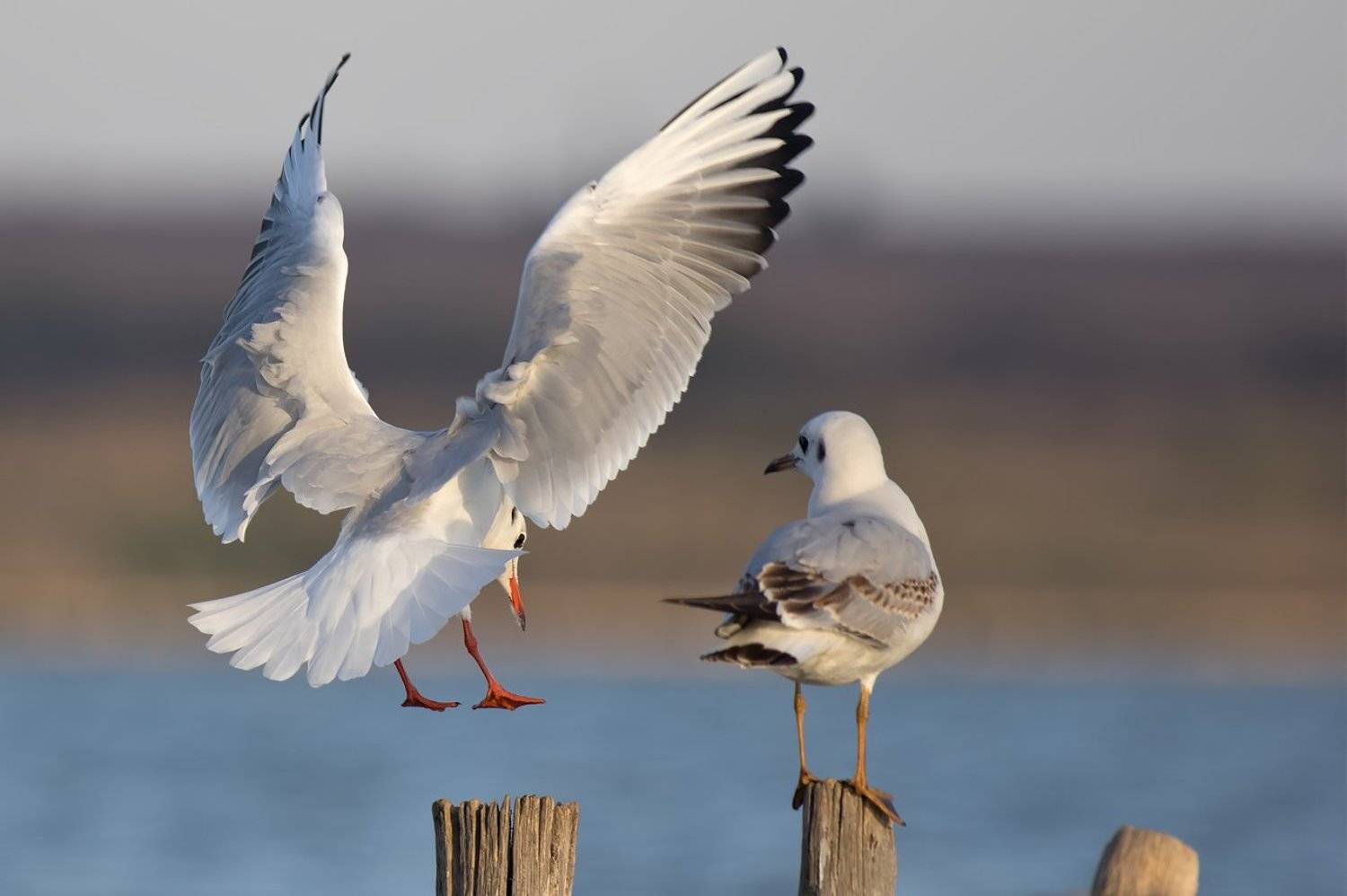 , Борислав Христов