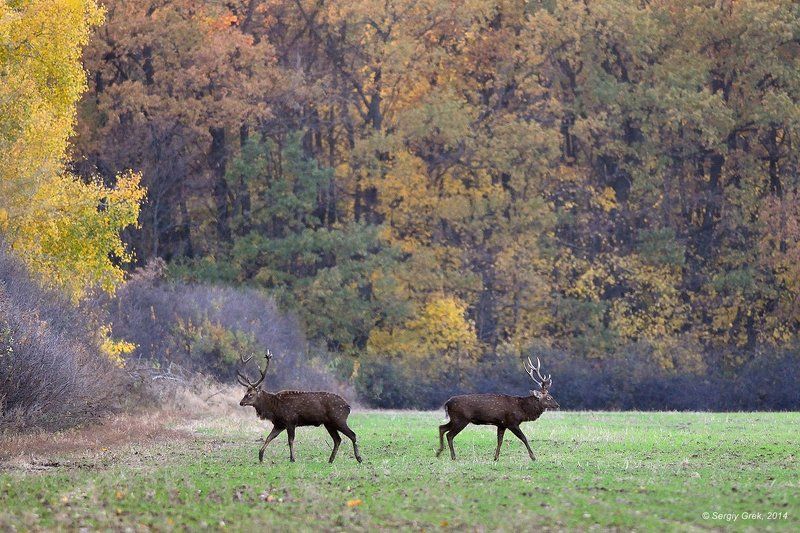 Психологическая битва фото превью