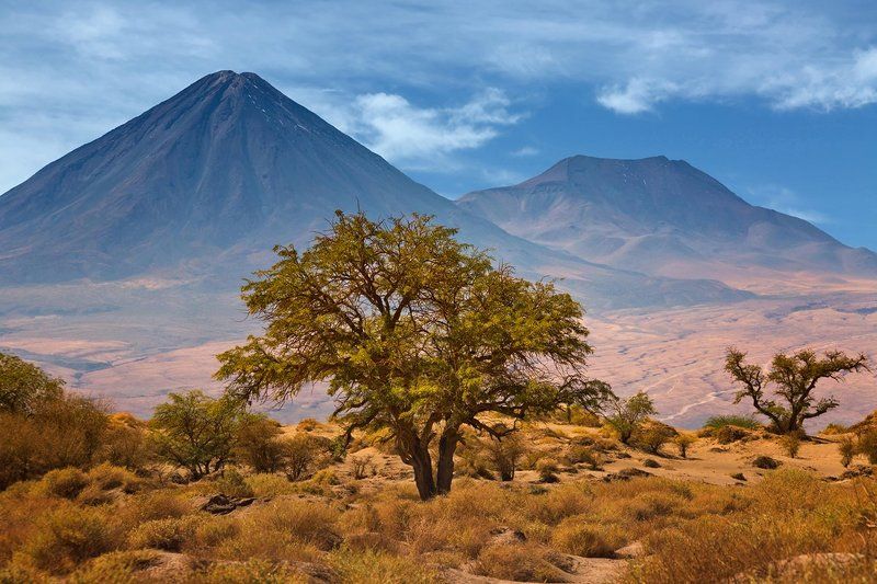 Атакама, Вулкан, Вулканы, Дерево, Деревья, Путешествие, Путешествия, Чили Вулкан Ликанкабур фото превью