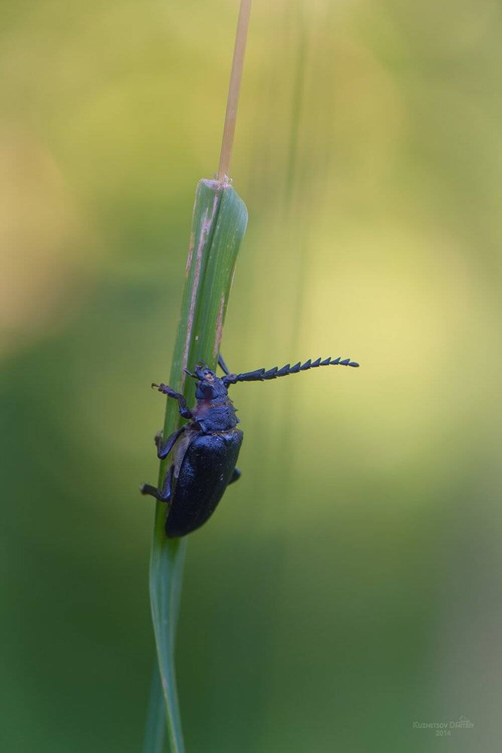 , Кузнецов Дмитрий