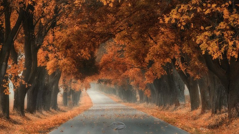 Autumn Trees фото превью