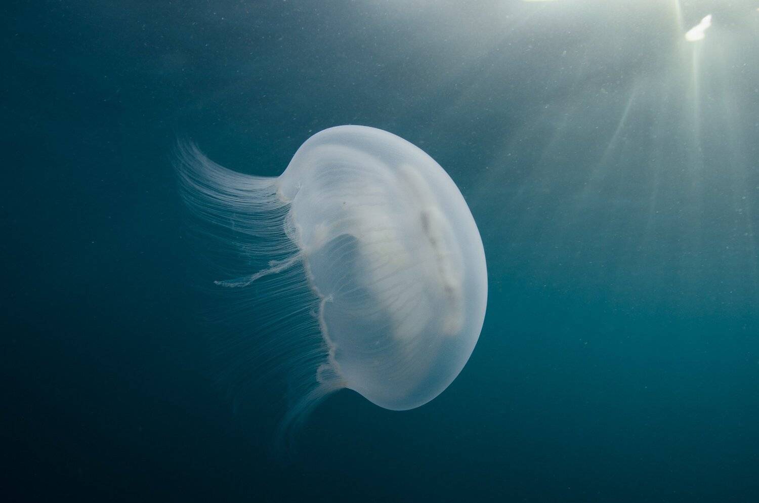 Дикая природа, Животные, Море, Подводная съемка, Подводное фото, Природа, Дмитрий Старостенков