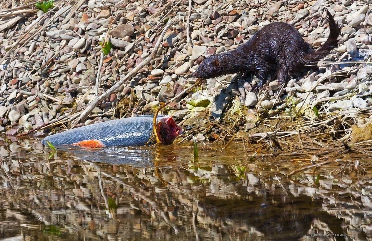 американская норка, лосось, командорские острова, остров беринга, Дмитрий Уткин