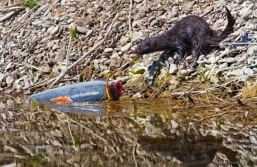 А эту ветку нужно убрать...