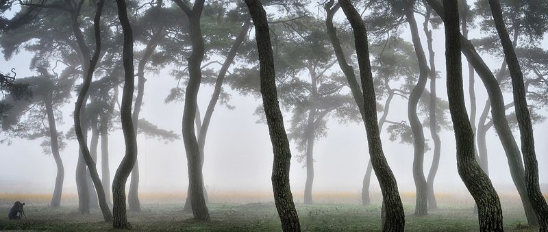 Pine фото превью