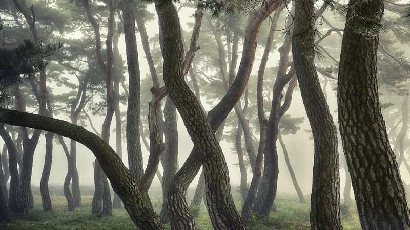 Pine фото превью
