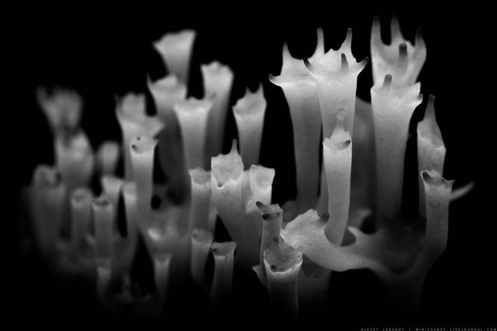 , Алексей Лобанов