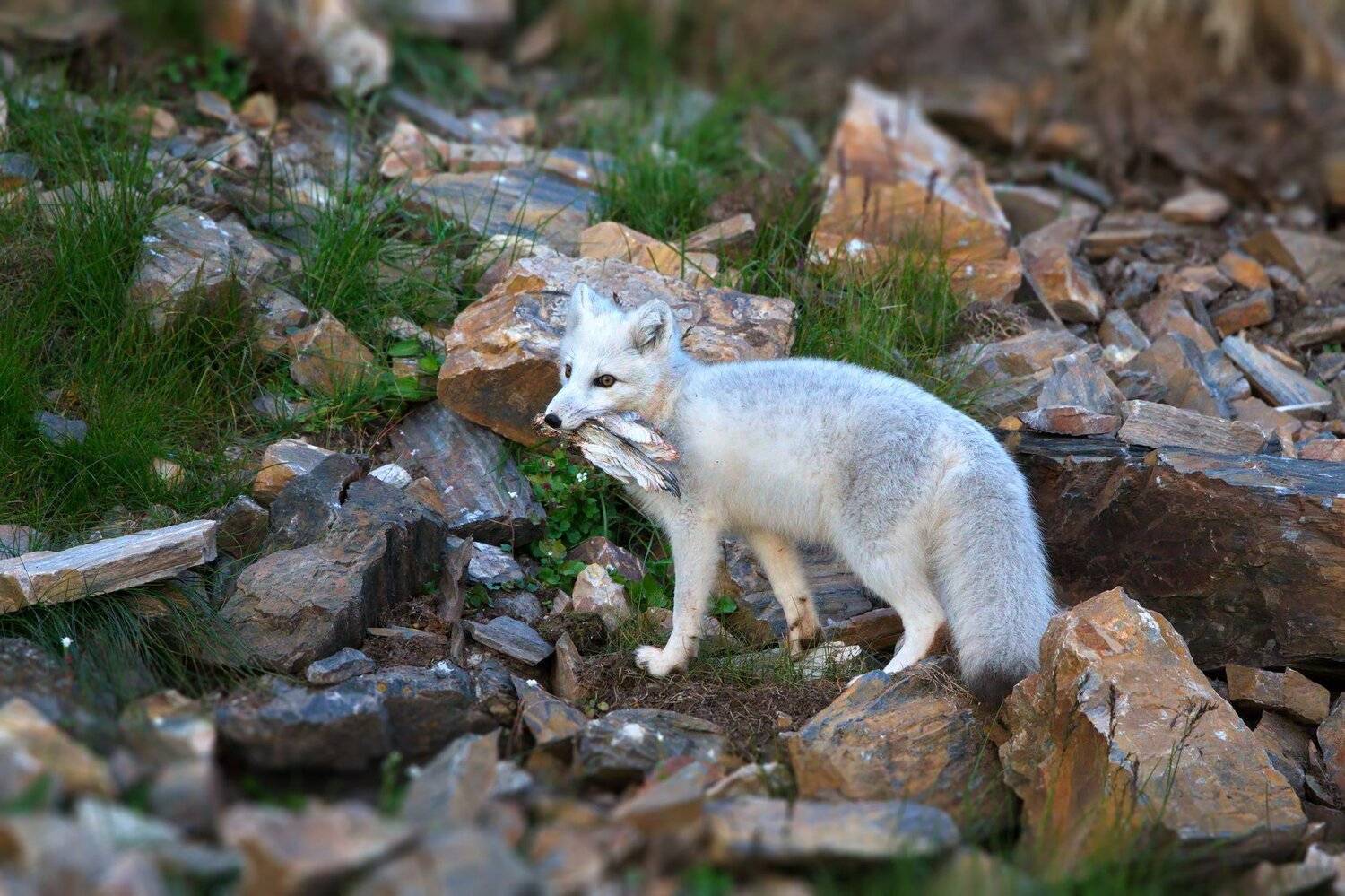 , Александр Перов