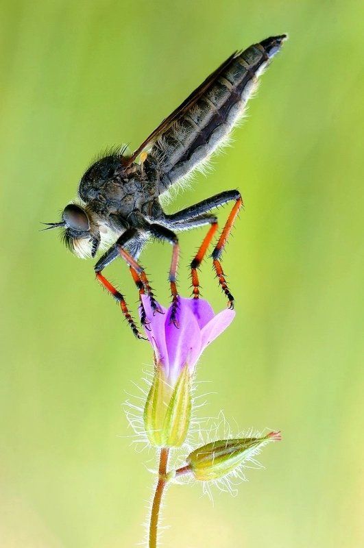 Балет фото превью