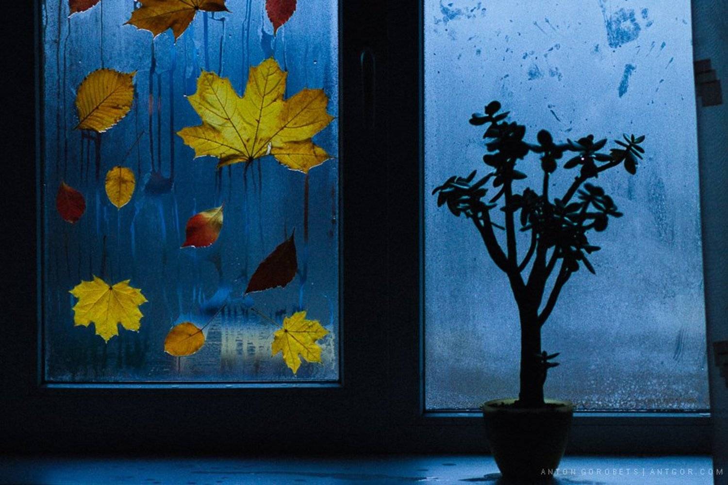 , Антон Горобец