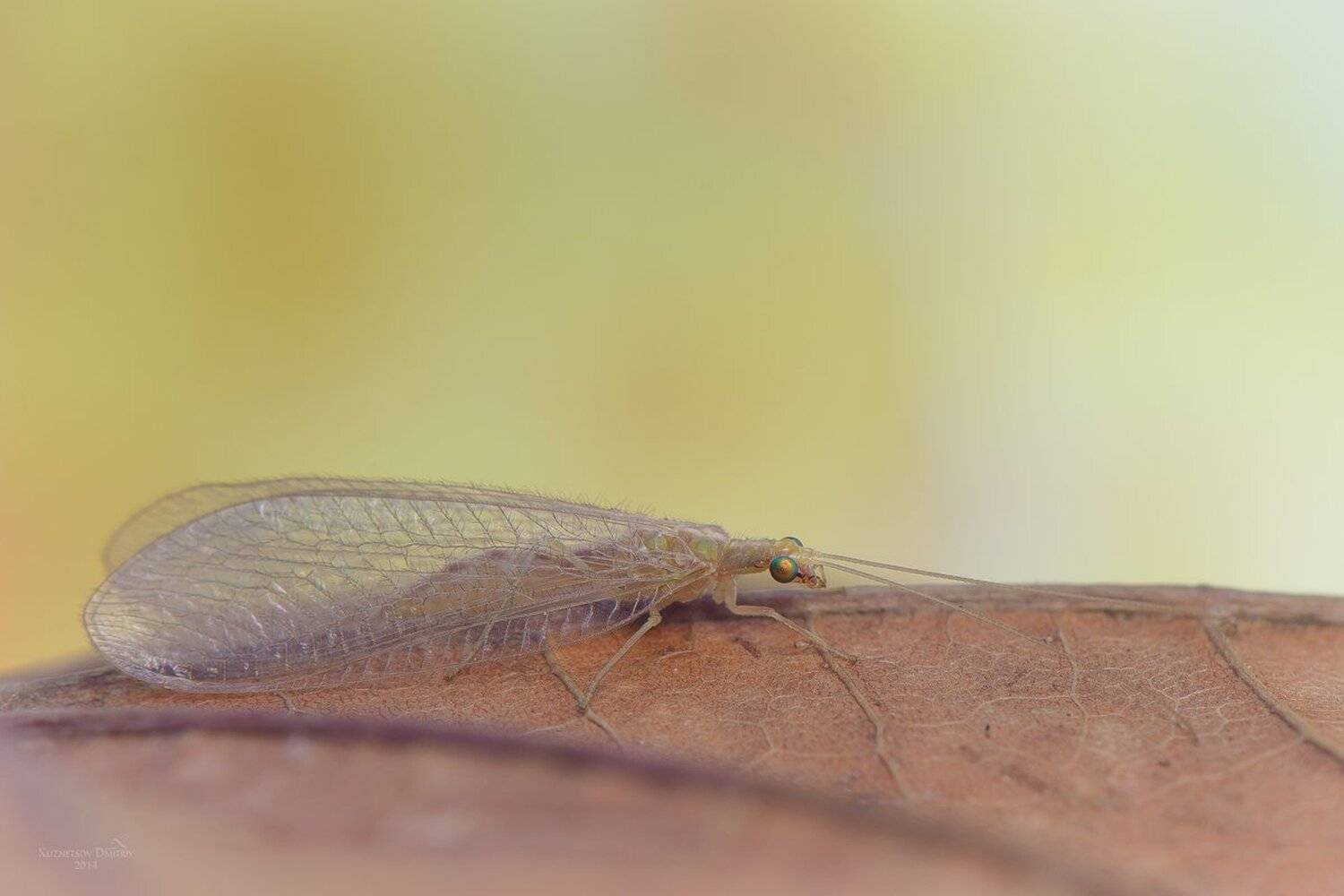 , Кузнецов Дмитрий