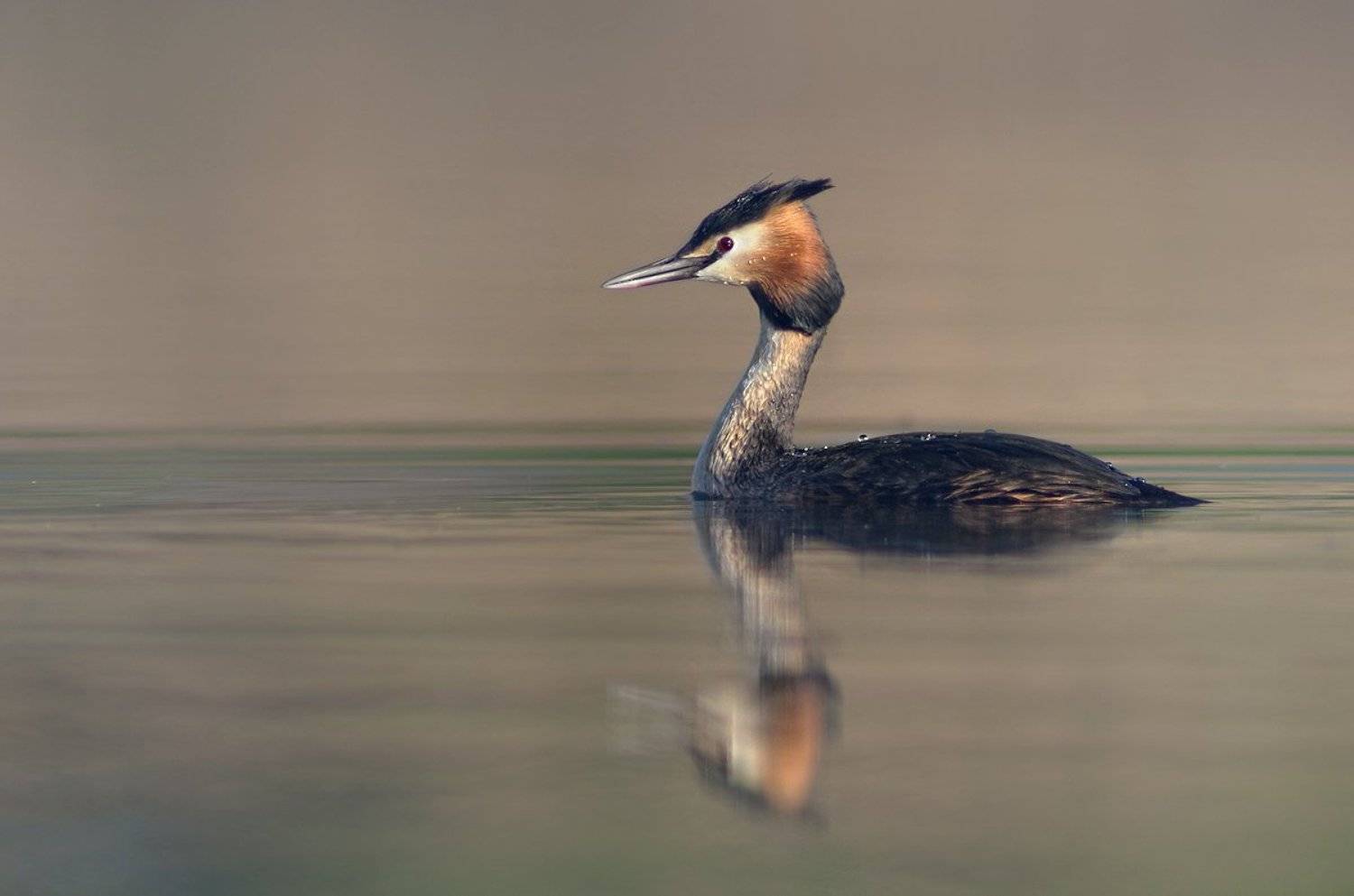, Евгени Стефанов