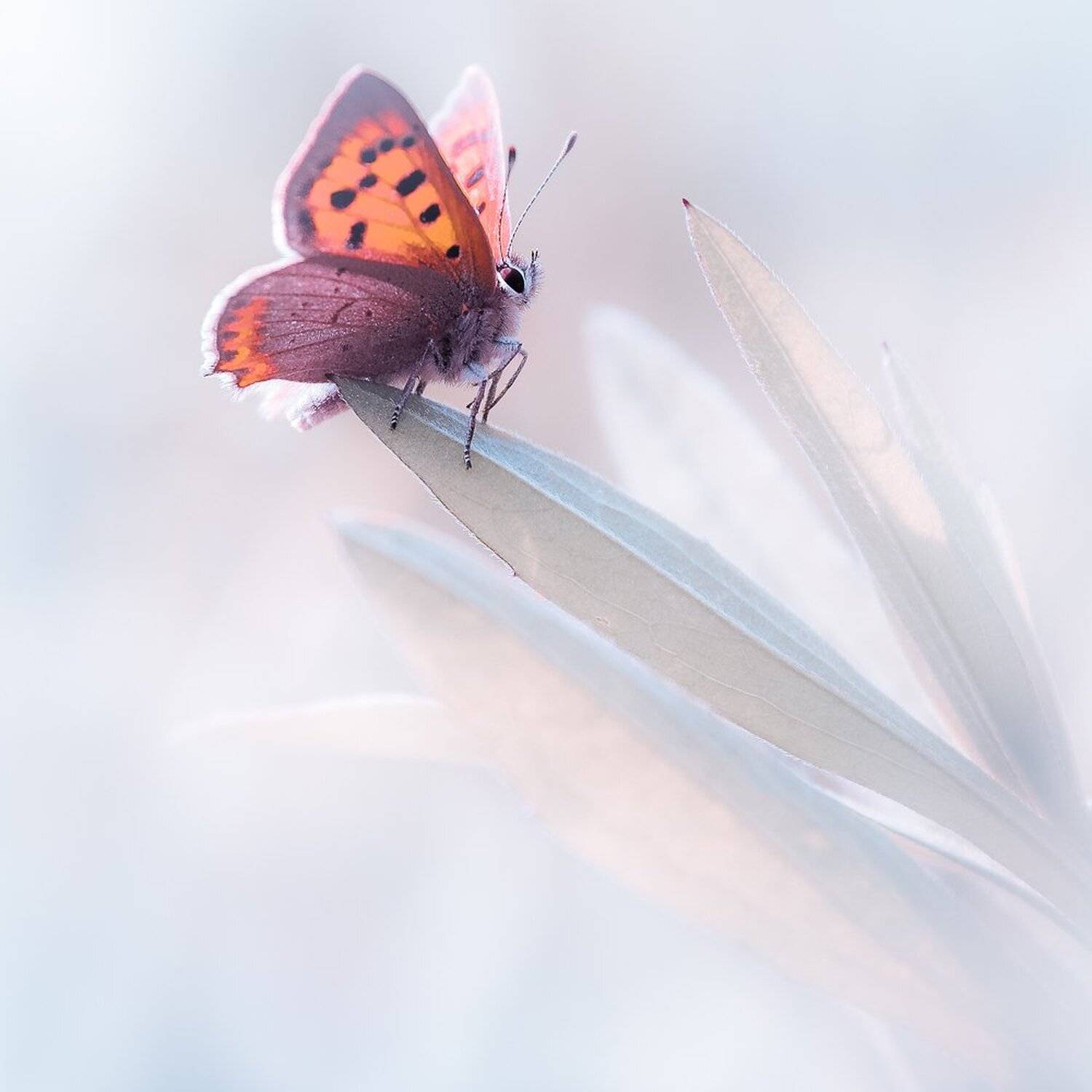 , Gabriel Prescornita