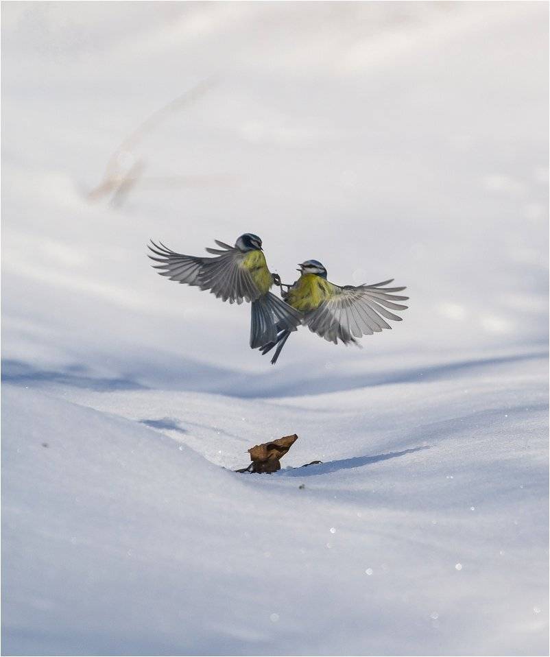 , Руслан Сигушин