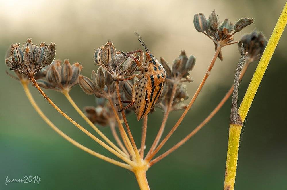 , Игорь ФУММ