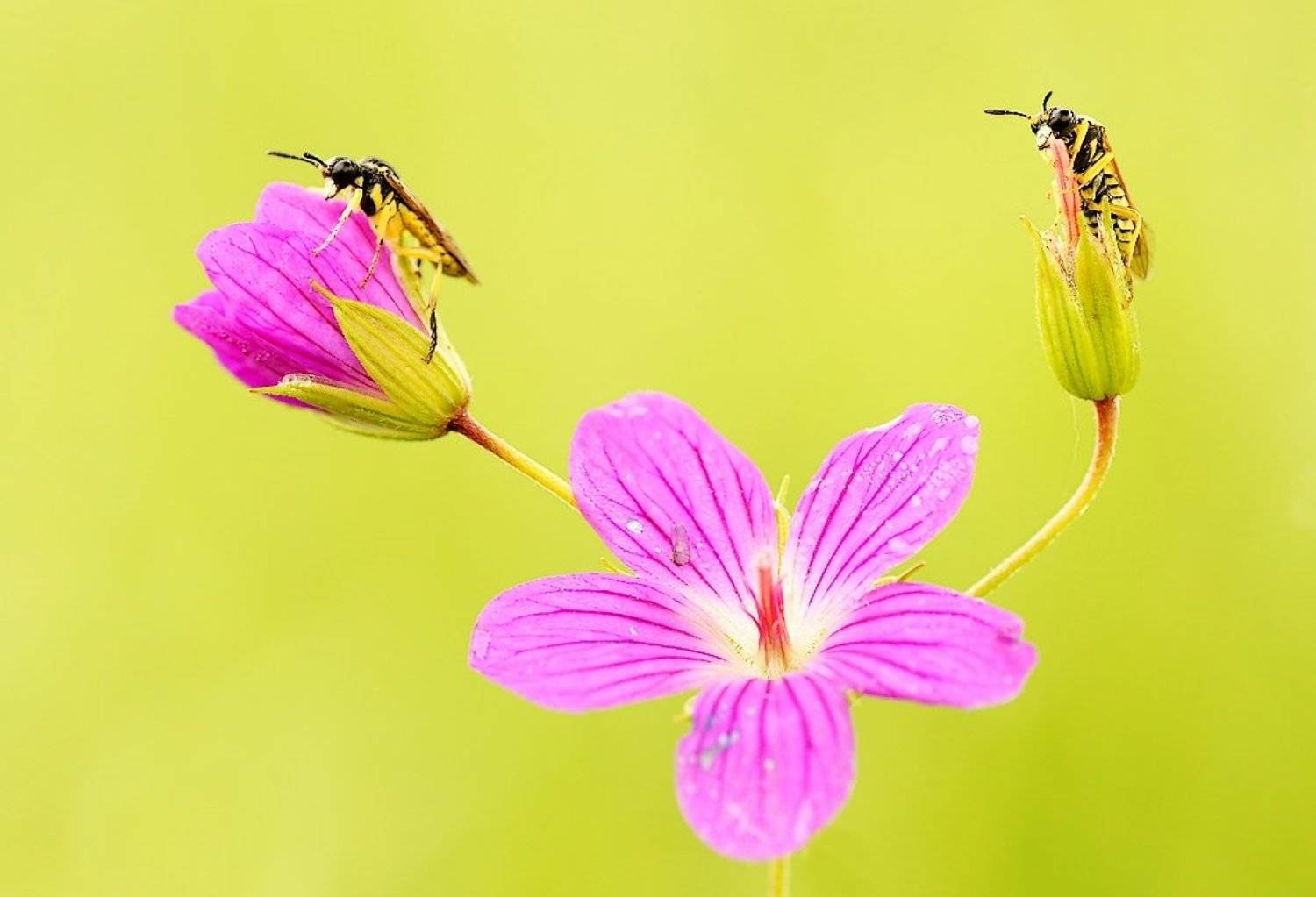 , Zbyszek  Walkiewicz