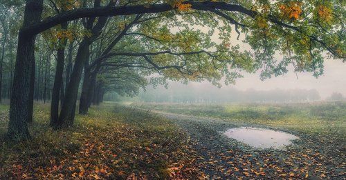 Сторона ль ты моя, сторона! Дождевое, осеннее олово.