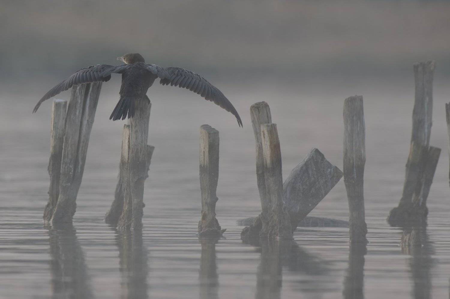 , Борислав Христов