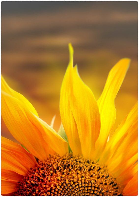 огненный вечер ... фото превью