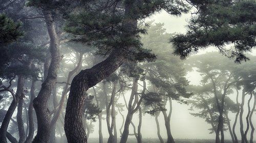 pine