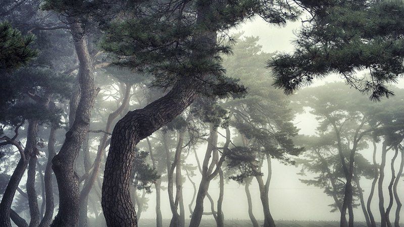 pine фото превью