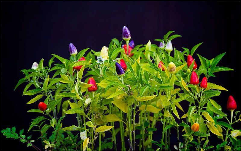 Огонёк фото превью