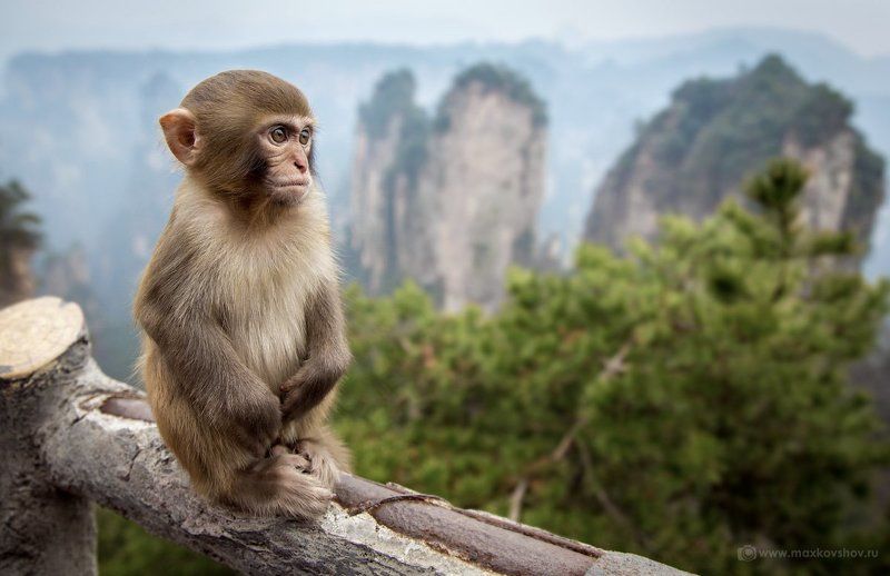 Zhangjiajie, Китай Дзэн фото превью