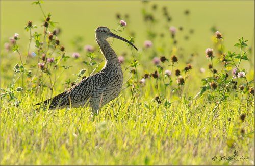 Кроншнеп большой