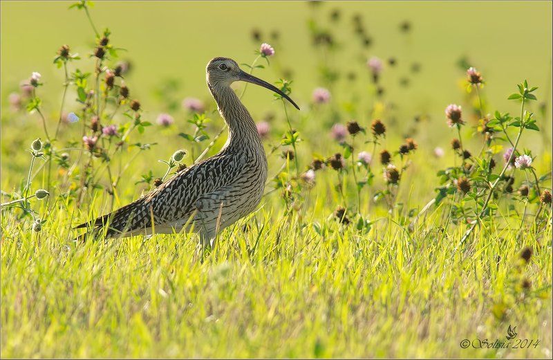 Numenius arquata, Кроншнеп большой, Осень, Природа, Птицы Кроншнеп большой фото превью