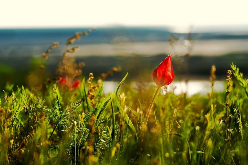 тюльпан, шренка, геснера, степь, поле, весна, луг, эльтон, природа, юг, южный, россия, заповедник, природный парк, краснокнижный, красная книга, побережье, водь, река, озеро Тюльпан Шренка (Геснера) на побережье озера Эльтон, Волгоградская область. фото превью