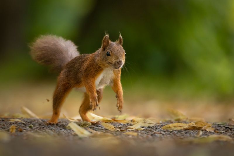 Squirrel фото превью