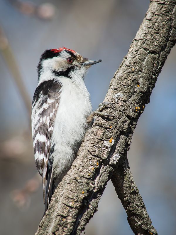 #Dendrocoposminor #малыйпестрыйдятел #Thelesserspottedwoodpecker Малый пёстрый дятел (Dendrocopos minor) фото превью