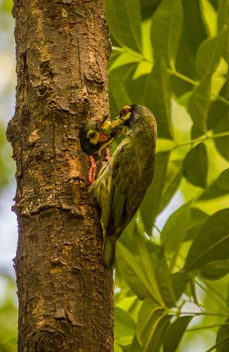 Feeding Time (Coppersmith Barbet)