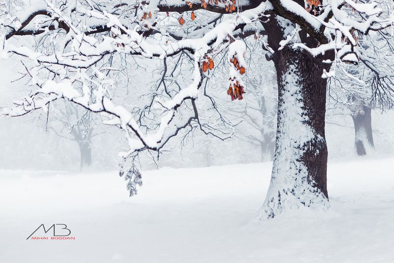 WINTER фото превью