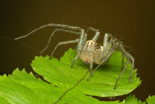 Паук-рысь (лат.Oxyopes lineatus)
