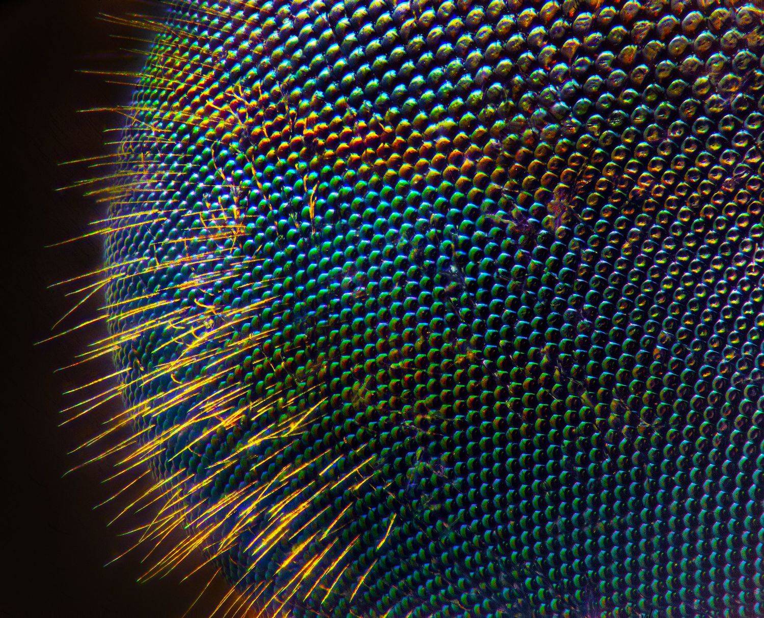 макро, слепень, глаз,  Дмитрий