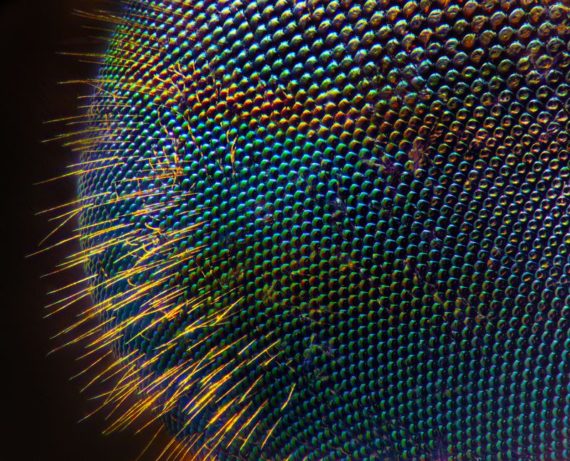 макро, слепень, глаз Глаз слепня фото превью