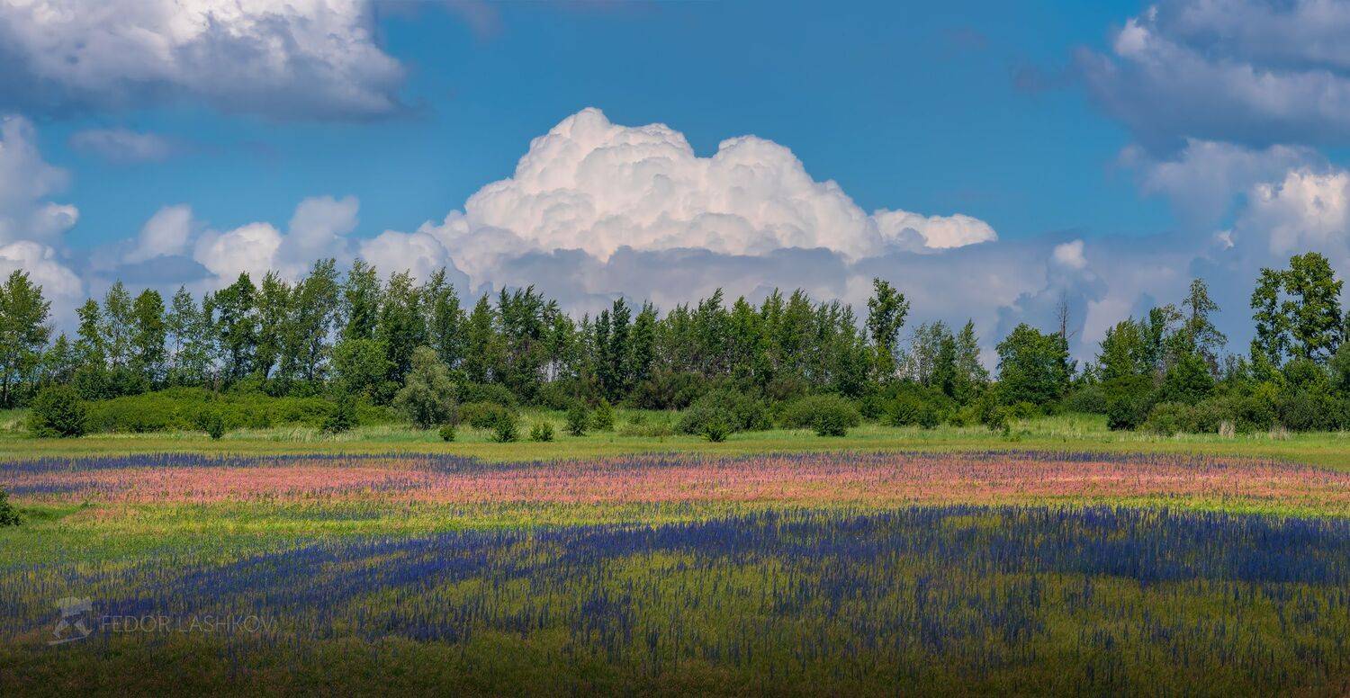 белгородская область, лето, июнь, летнее, луг, луговое, цветение, цветы, цветущее, синяк, эспарцет, облака, облачно, днём, небо, зелёный, розовый, лесопосадка,, Лашков Фёдор