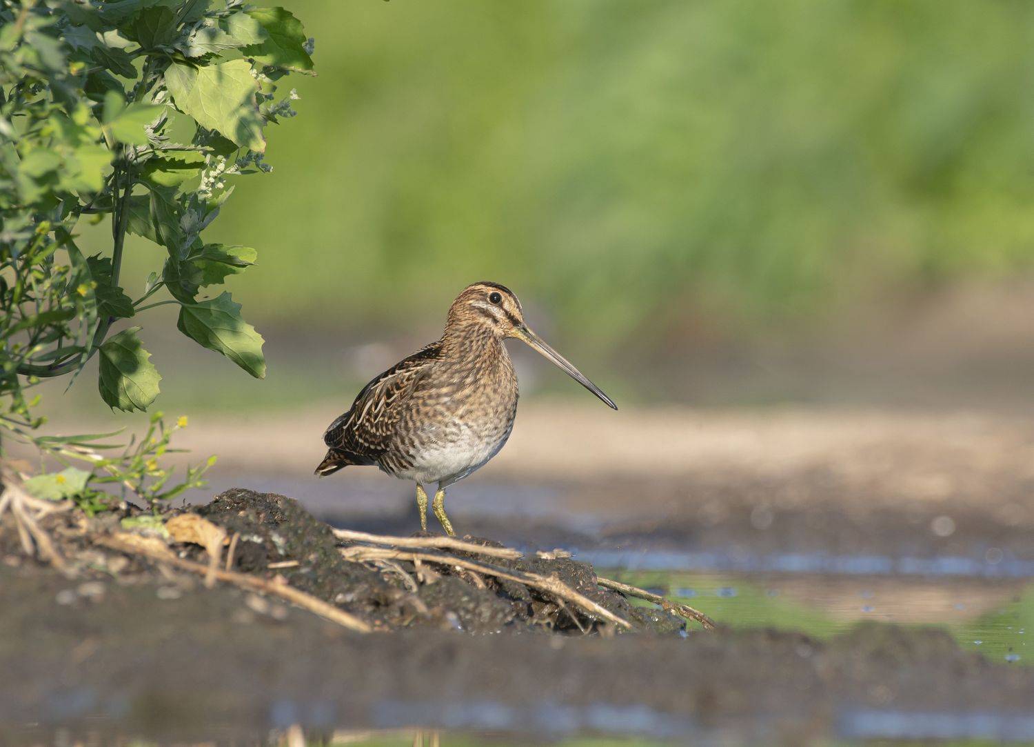 птицы,природа, лето, Андрей Киселёв