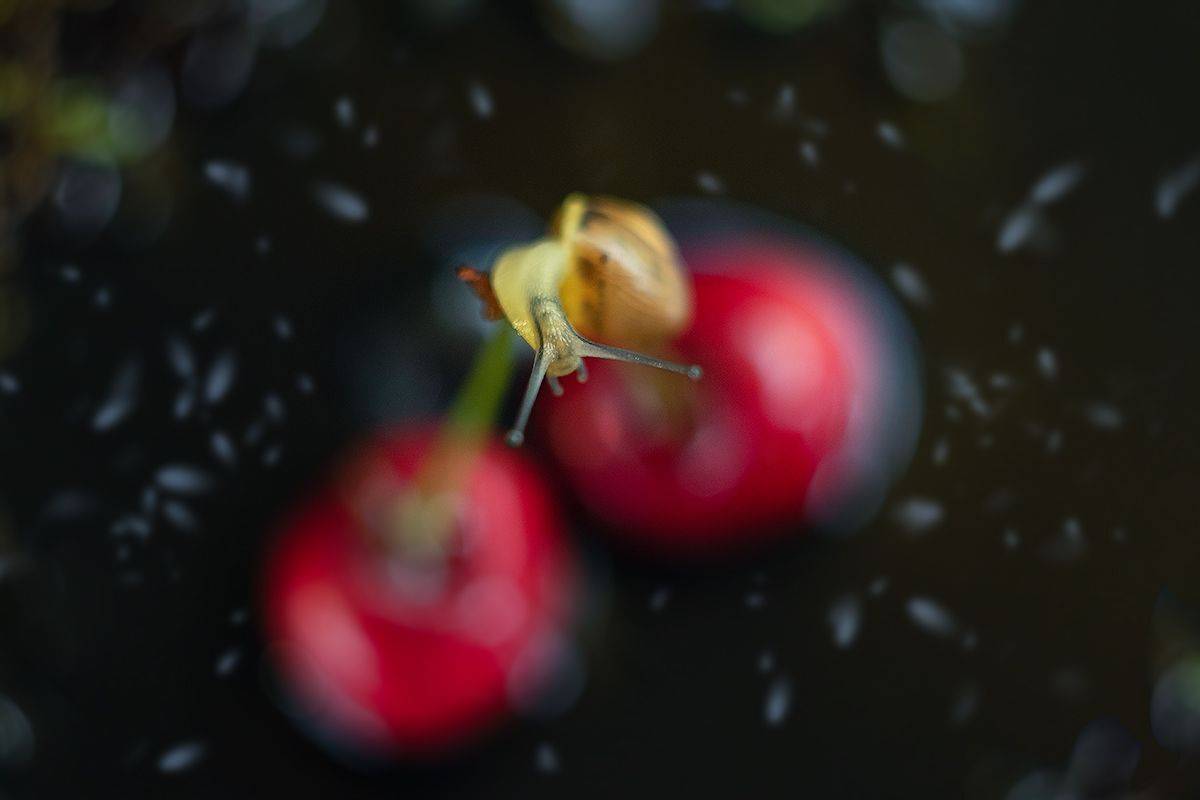 улитка, макро, macro, черешня, snail, волшебное макро, magic macro, Хилько Марина